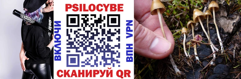 Галлюциногенные грибы Psilocybe  где продают наркотики  Чернушка 