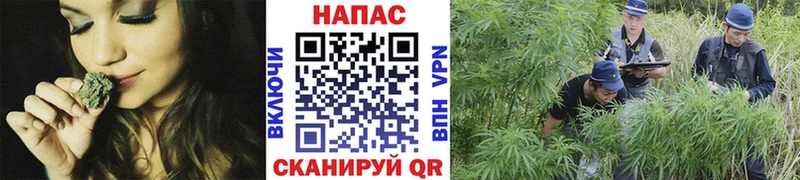 цена   Чернушка  Бошки марихуана VHQ 